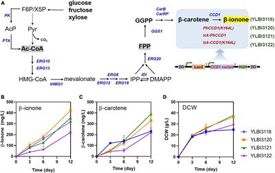 Efficient production of the β-ionone aroma compound from organic waste hydrolysates using an engineered Yarrowia lipolytica strain